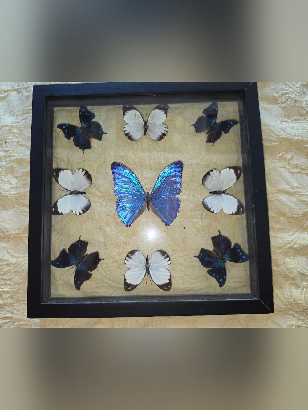 Framed Butterfly Collection